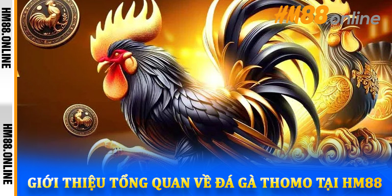 Giới thiệu tổng quan về đá gà Thomo tại HM88
