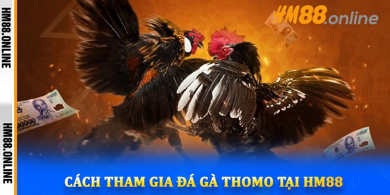 Cách tham gia đá gà Thomo tại HM88