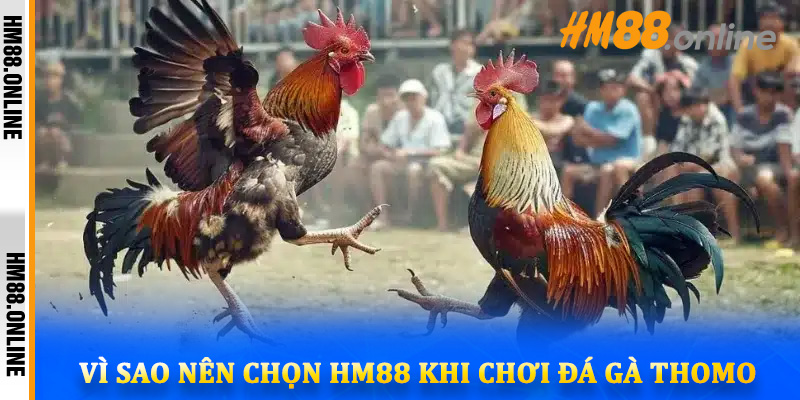 Vì sao nên chọn HM88 khi chơi đá gà Thomo