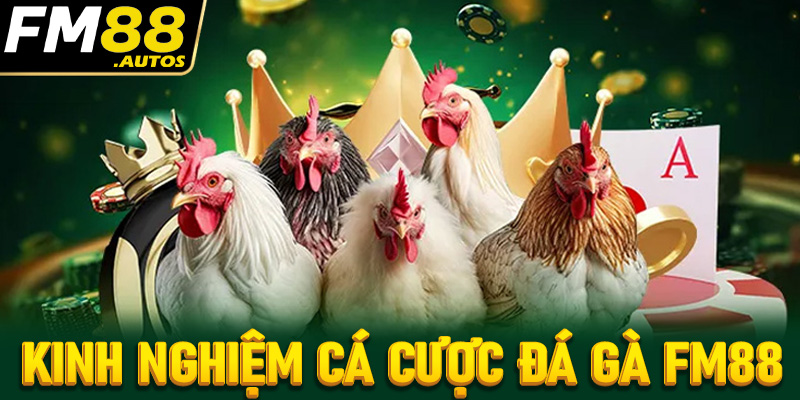 Chia sẻ kinh nghiệm đặt cược đá gà fm88 để tránh bị thua lỗ