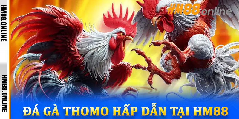 Đá gà Thomo